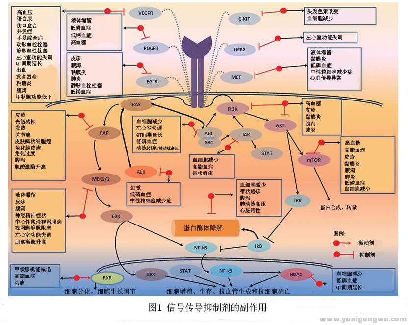 信号传导抑制剂的副作用.jpg