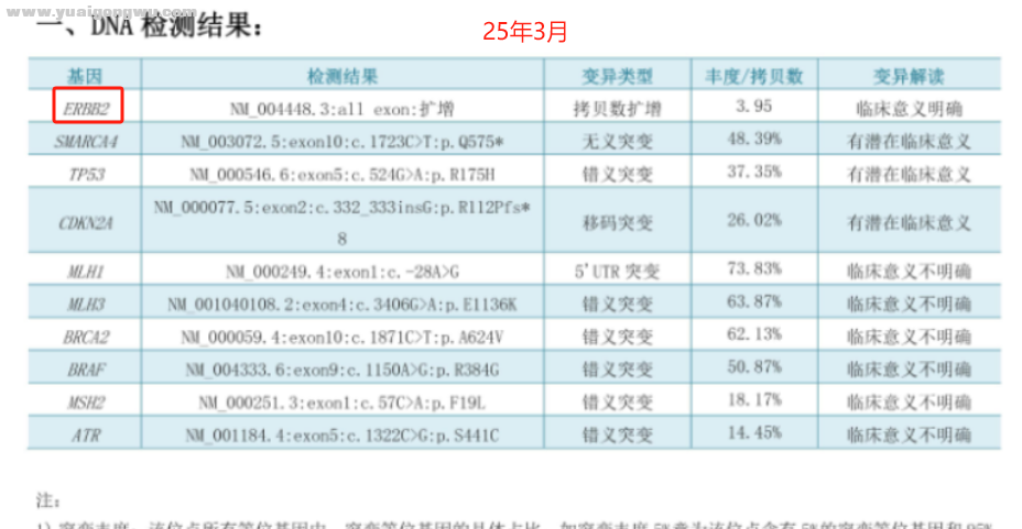无靶点 her2扩增 二线白紫耐药后怎么办